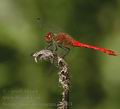 Sympetrum_sanguineum_af2203