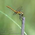 Sympetrum_sanguineum_ai1776