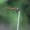 Sympetrum_sanguineum_ai1805