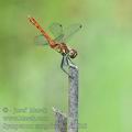 Sympetrum_sanguineum_ai1828