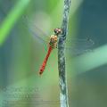 Sympetrum_sanguineum_ai1909