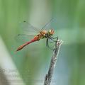 Sympetrum_sanguineum_ai1922