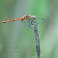 Sympetrum_sanguineum_ai1955