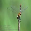 Sympetrum_sanguineum_ai1979