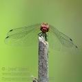 Sympetrum_sanguineum_ai1998