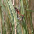 Sympetrum_sanguineum_al8909