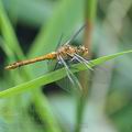 Sympetrum_sanguineum_bc9802