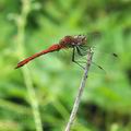 Sympetrum_sanguineum_bc9817