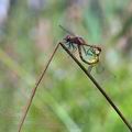 Sympetrum_sanguineum_bd2967