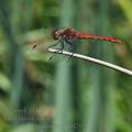 Sympetrum_sanguineum_bd2972