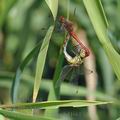 Sympetrum_sanguineum_bd4661