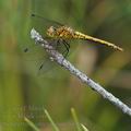 Sympetrum_sanguineum_bd5966