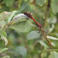 Sympetrum_sanguineum_bd7194