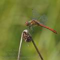 Sympetrum_sanguineum_bd7298