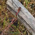 Sympetrum_sanguineum_bd8145