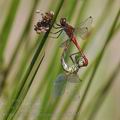 Sympetrum_sanguineum_be0285