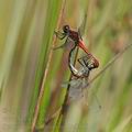 Sympetrum_sanguineum_be0306