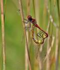 Sympetrum_sanguineum_bh4224