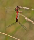 Sympetrum_sanguineum_bh4245