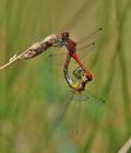 Sympetrum_sanguineum_bh4260