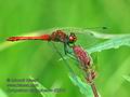 Sympetrum_sanguineum_d2610