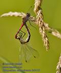 Sympetrum_sanguineum_fc6410