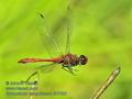 Sympetrum_sanguineum_fc7083