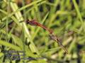 Sympetrum_sanguineum_fc7141