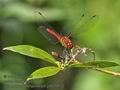 Sympetrum_sanguineum_p8070672