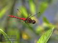 Sympetrum_sanguineum_pf5034