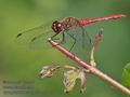 Sympetrum_sanguineum_ra7434
