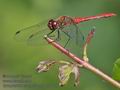 Sympetrum_sanguineum_ra7434