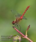 Sympetrum_sanguineum_ra7454