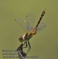 Sympetrum_sanguineum_ra8452