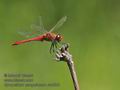 Sympetrum_sanguineum_ra8598