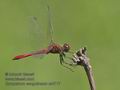 Sympetrum_sanguineum_ra8717