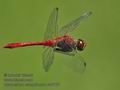 Sympetrum_sanguineum_ra8765á