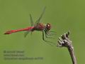 Sympetrum_sanguineum_ra8766