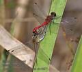 Sympetrum_sanguineum_rb1897