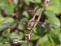 Sympetrum_sanguineum_rc6589