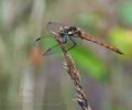 Sympetrum_striolatum_bd5421