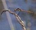 Sympetrum_striolatum_bd5433