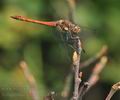 Sympetrum_striolatum_bd5454