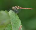 Sympetrum_striolatum_bd5474