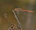Sympetrum_striolatum_bd5512