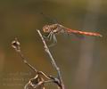 Sympetrum_striolatum_bd5512