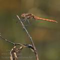 Sympetrum_striolatum_bd5558