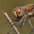 Sympetrum_striolatum_bd5639