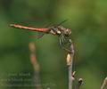 Sympetrum_striolatum_bd5736