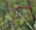 Sympetrum_striolatum_bd6915